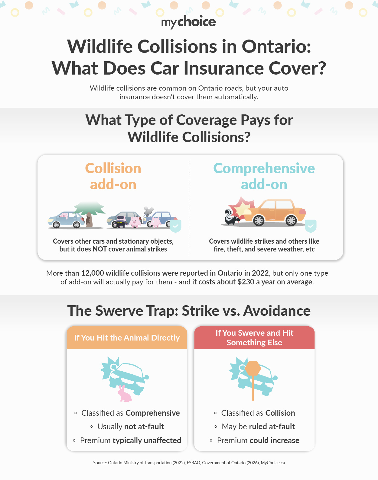 Wildlife Collisions in Ontario - What Does Car Insurance Cover
